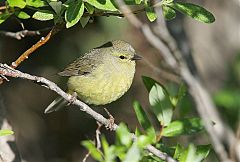 Orange-crowned Warbler